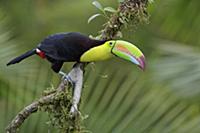 Keel-billed Toucan (Ramphastos sulfuratus), Costa 