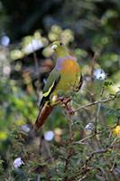 Orange-breasted Green Pigeon (Treron bicincta legg