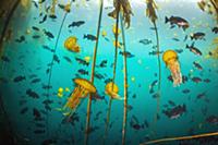 Pacific Sea Nettle (Chrysaora fuscescens) jellyfis