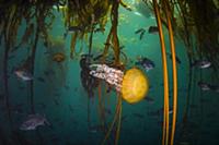 Pacific Sea Nettle (Chrysaora fuscescens) jellyfis