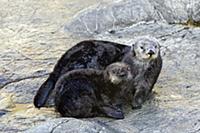 Sea Otter (Enhydra lutris) orphaned pup and surrog