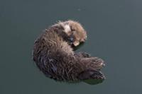Sea Otter (Enhydra lutris) three day old pup, Mont