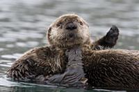 Sea Otter (Enhydra lutris) female with pup on bell