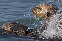 Sea Otter (Enhydra lutris) bachelor male chasing m
