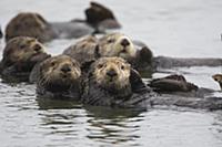 Sea Otter (Enhydra lutris) bachelor males, Montere