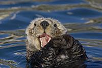 Sea Otter (Enhydra lutris) yawning, Monterey Bay, 