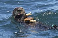 Sea Otter (Enhydra lutris) feeding on Dungeness Cr
