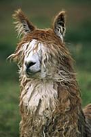 Alpaca (Lama pacos) altiplano, Bolivia