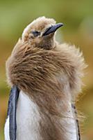 King Penguin (Aptenodytes patagonicus) chick molti