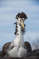Waved Albatross (Phoebastria irrorata) molting juv