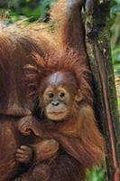 Sumatran Orangutan (Pongo abelii) mother with youn