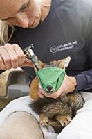 Santa Catalina Island Fox (Urocyon littoralis cata