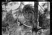 Кадры из фильма «Иваново детство», (1962)