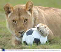 Футбольная лихорадка в 'Longleat Safari Park'