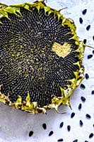 The ripe sunflower and sunflower seeds fell out li