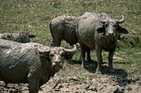 Лаос, 2004. На фото - буйволы принимают грязевые в