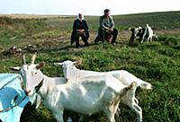 Словакия. На фото - пенсионеры пасут коз на пастби