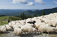 ROMANIA / Wallachia / Bucegi Natural Park / Shepar
