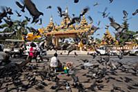 MYANMAR / Yangon / 2015 / Feeding doves in front o