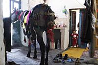 Turkey / Lake ‚хldхr / 2015 / Love of Horses on th