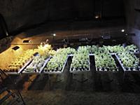 Italy / Campania / Naples / 2015 / Hypogean vegeta