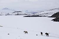 Turkey / Lake ‚хldхr / 2015 / Love of Horses on th
