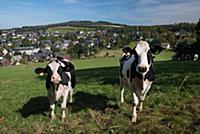 GERMANY / Saxony / Ore Mountains / Seiffen / The S