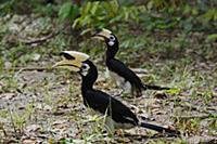 Thailand / Koh Bulon / 2015 / Emma / Koh Bulon in 