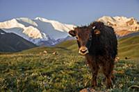 Yak and Pik Lenin, Kyrgyzstan, Asia