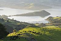 Banks Peninsula, Canterbury, South Island, New Zea